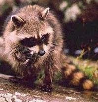 The common Raccoon has been known to snag a fish or two.